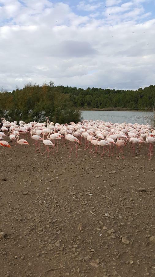 Appartement Le Flamant Rose Port-la-Nouvelle Zewnętrze zdjęcie